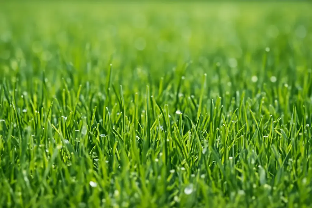 Dense green turf texture for lawn care and fertilization service in Cibolo, TX