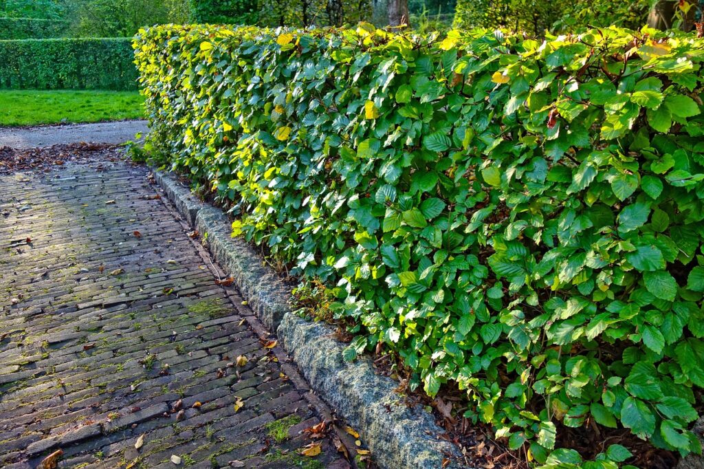 Trimmed hedge along a walkway at a residential property in Cibolo, TX