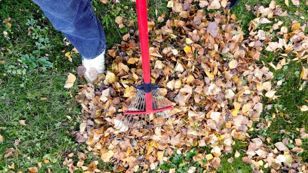 Leaf cleanup service removing fallen leaves from a yard in Cibolo, TX