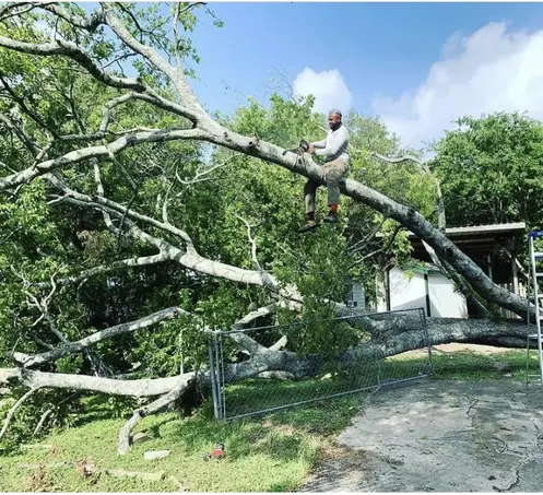 Tree removal service clearing a fallen tree from a property in Cibolo, TX